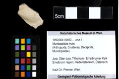 Foto (Objekt + Etiketten) von Mundopsidae indet. 